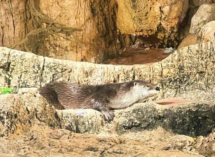 水獭都吃什么？揭秘水獭的奇妙食谱！