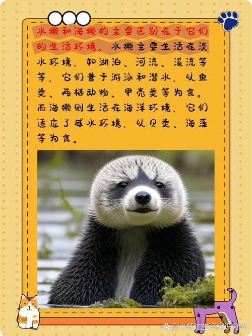 水獭都吃什么？揭秘水獭的奇妙食谱！