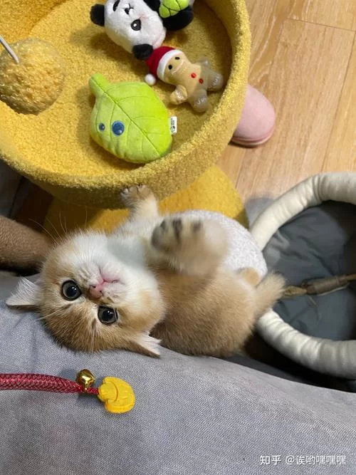 汇聚全球猫奴的猫咪社区网站：一起爱猫！