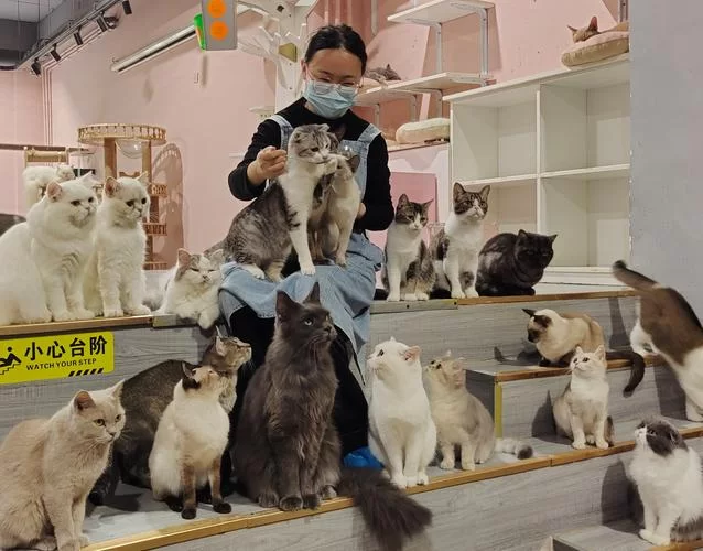 汇聚全球猫奴的猫咪社区网站：一起爱猫！