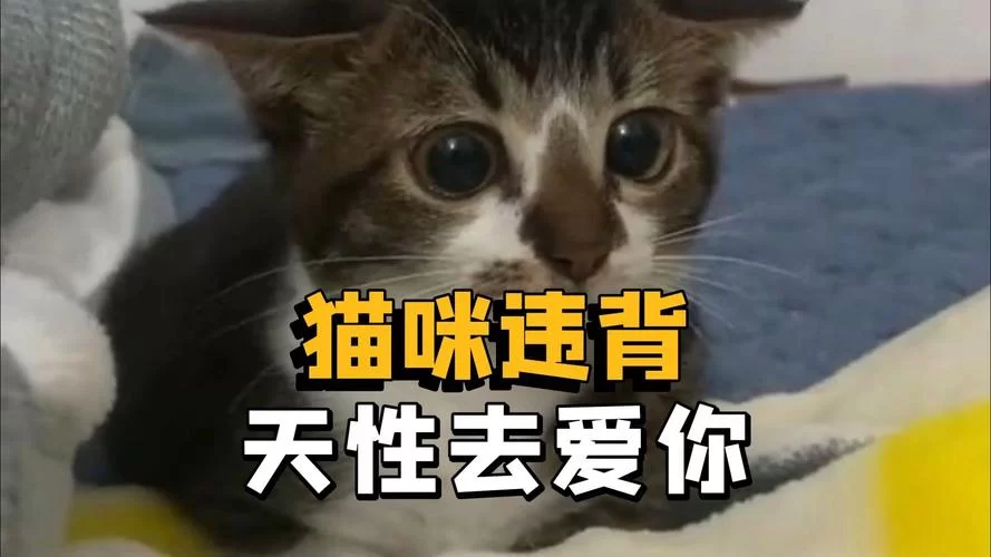汇聚全球猫奴的猫咪社区网站：一起爱猫！