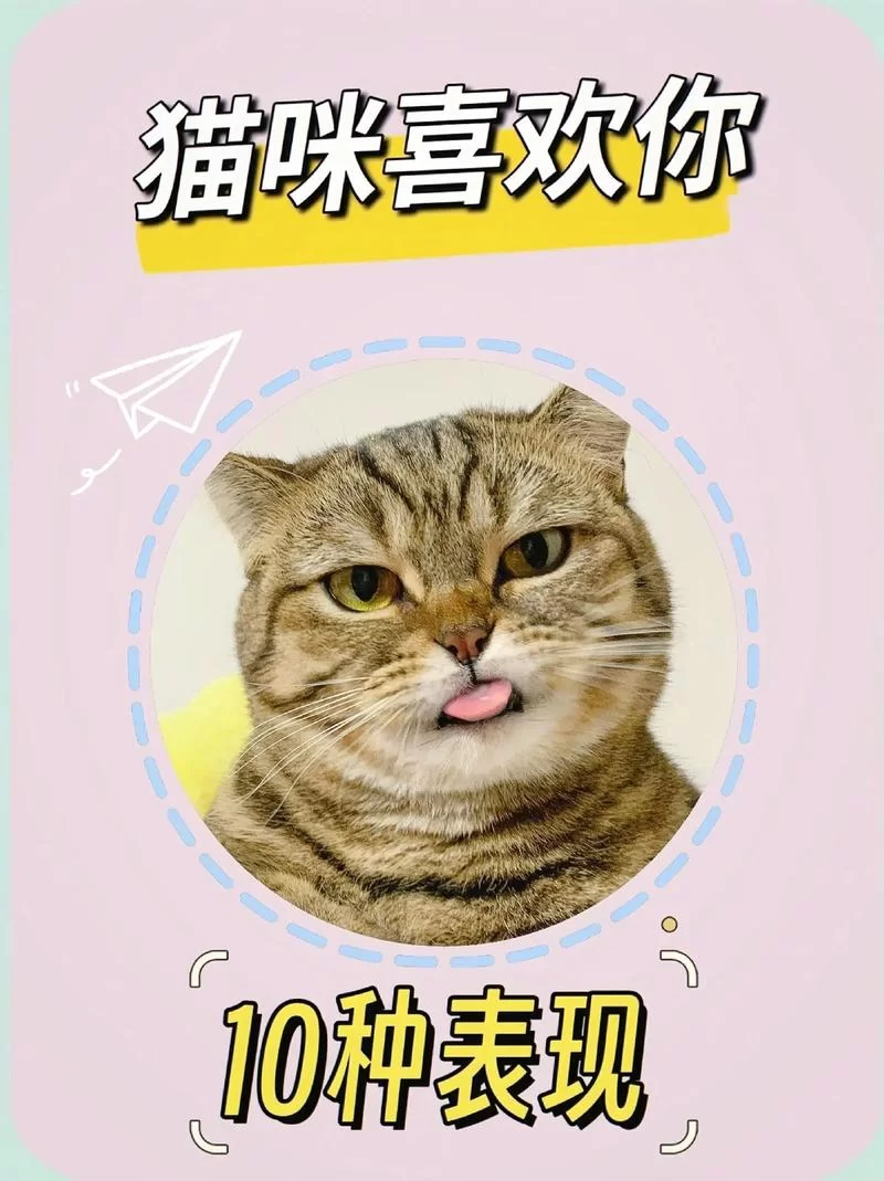 汇聚全球猫奴的猫咪社区网站：一起爱猫！