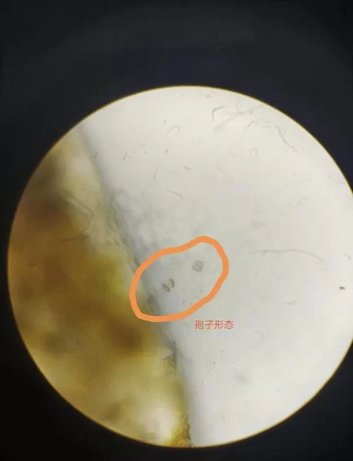 泰拉瑞亚夜光蘑菇孢子从哪里来？教你快速获得孢子