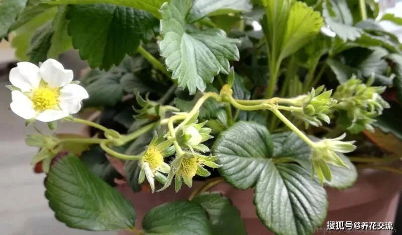 泰拉瑞亚幌菊怎么种植？野外采集和种植全攻略