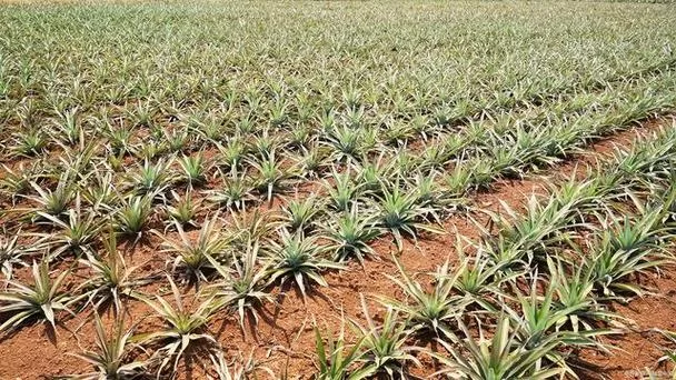 泰拉瑞亚幌菊怎么种植？野外采集和种植全攻略
