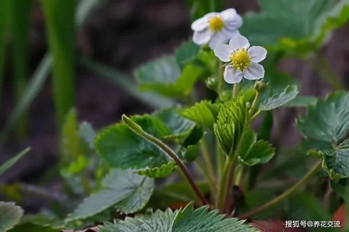 泰拉瑞亚幌菊怎么种植？野外采集和种植全攻略