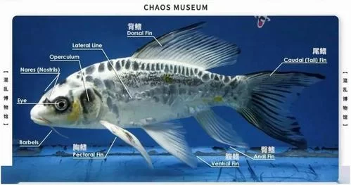 泰拉瑞亚混沌鱼获取攻略：快速钓到混沌鱼的方法