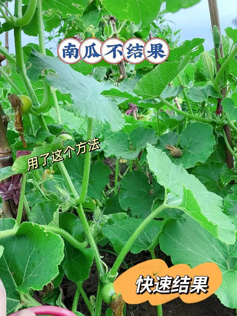 泰拉瑞亚：南瓜种植全流程，让你轻松获得南瓜