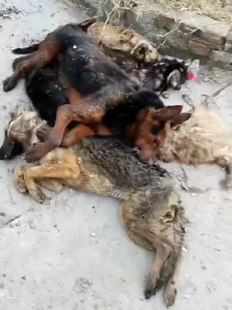 流血狗怎么打？教你轻松应对嗜雷犬