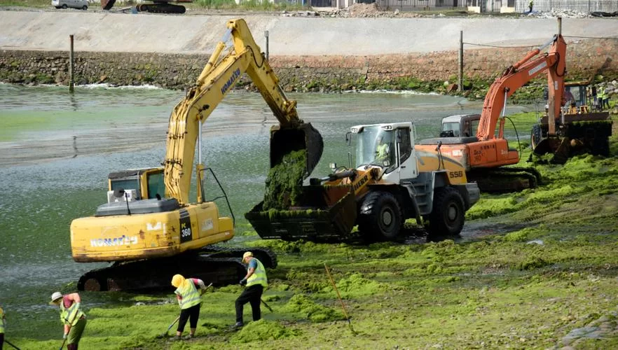 浒苔无害化处理:资源利用新途径,环保又赚钱 浒苔无害化处理:资源利用新途径,环保又赚钱