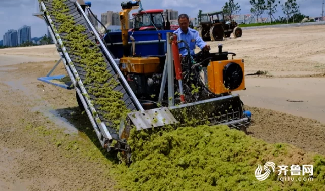 浒苔无害化处理：资源利用新途径，环保又赚钱