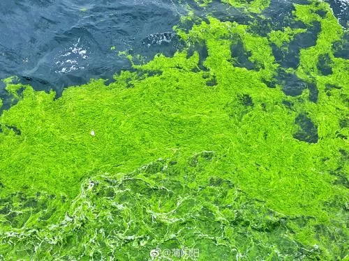 浒苔无害化处理：资源利用新途径，环保又赚钱