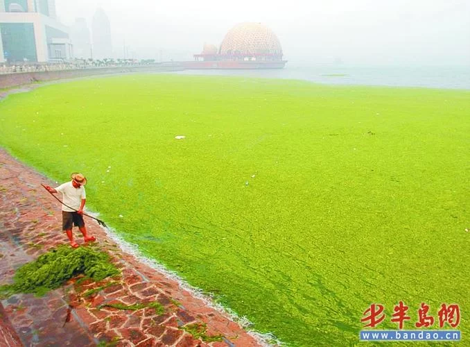 浒苔无害化处理：资源利用新途径，环保又赚钱