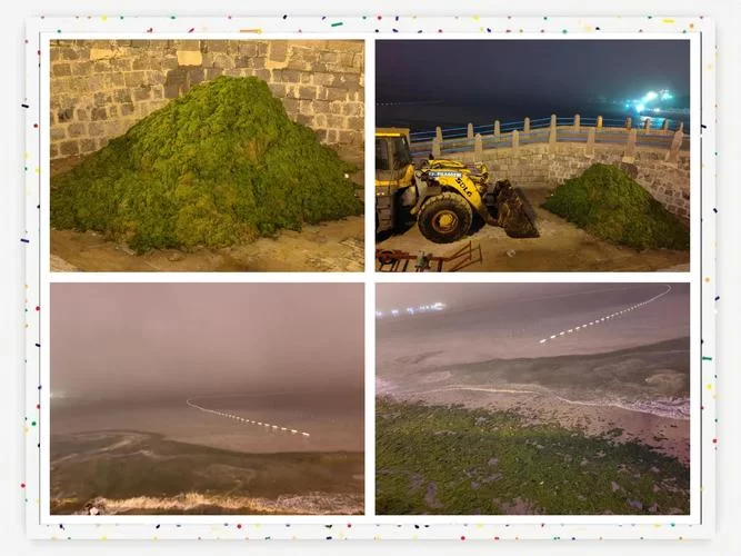 浒苔无害化处理:资源利用新途径,环保又赚钱 浒苔无害化处理:资源利用新途径,环保又赚钱