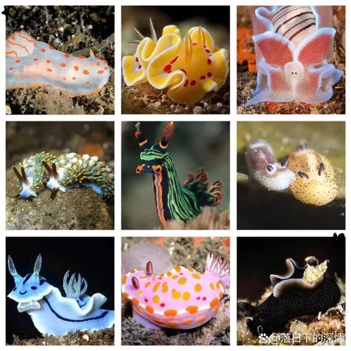 海猴子Sea Monkey：比你想象中更奇妙的小生物