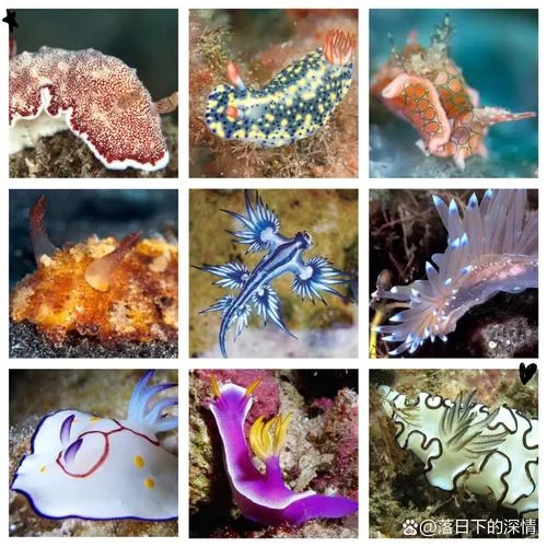 海猴子Sea Monkey：比你想象中更奇妙的小生物