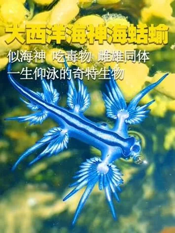 海猴子Sea Monkey：比你想象中更奇妙的小生物
