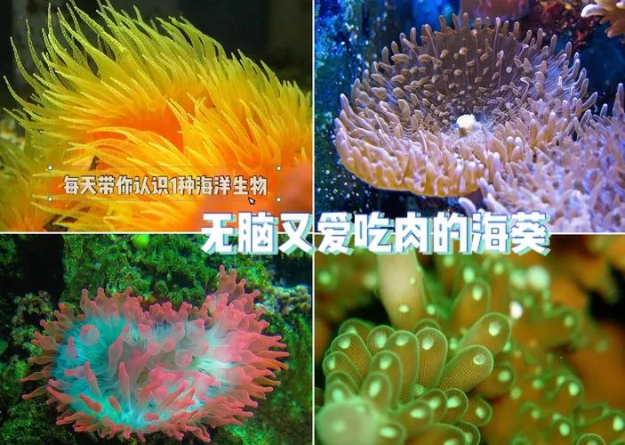 海猴子Sea Monkey：比你想象中更奇妙的小生物