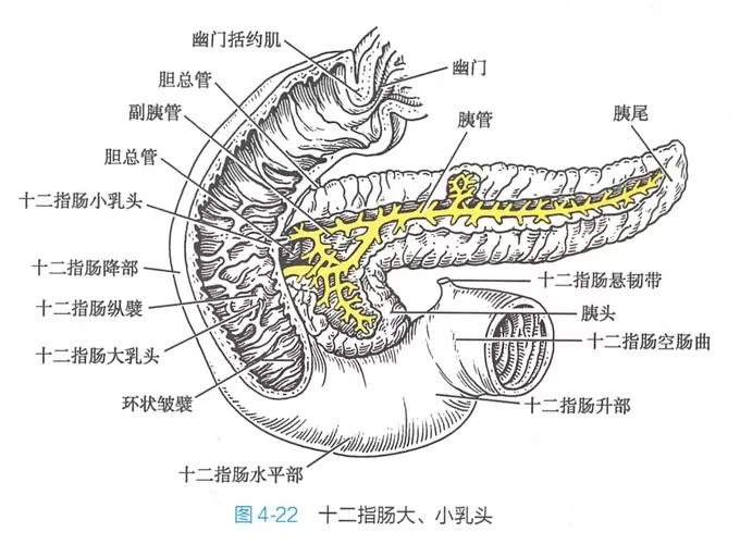 深入了解十二指肠：位置、形态与临床意义