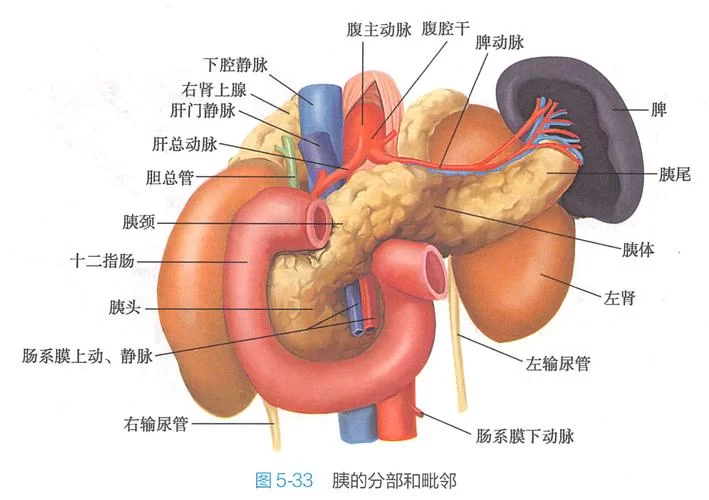 深入了解十二指肠:位置、形态与临床意义 深入了解十二指肠:位置、形态与临床意义