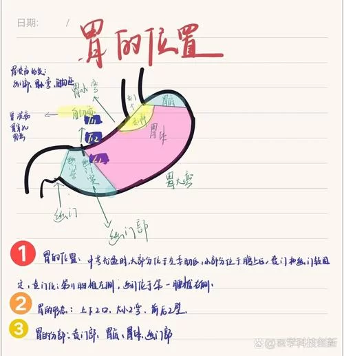 深入了解十二指肠：位置、形态与临床意义