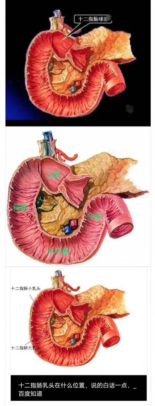 深入了解十二指肠：位置、形态与临床意义