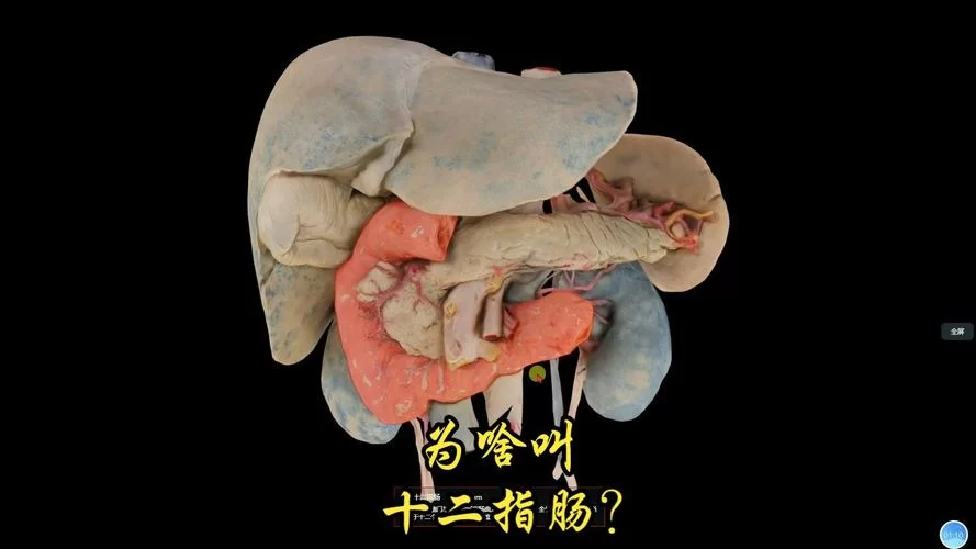 深入了解十二指肠：位置、形态与临床意义