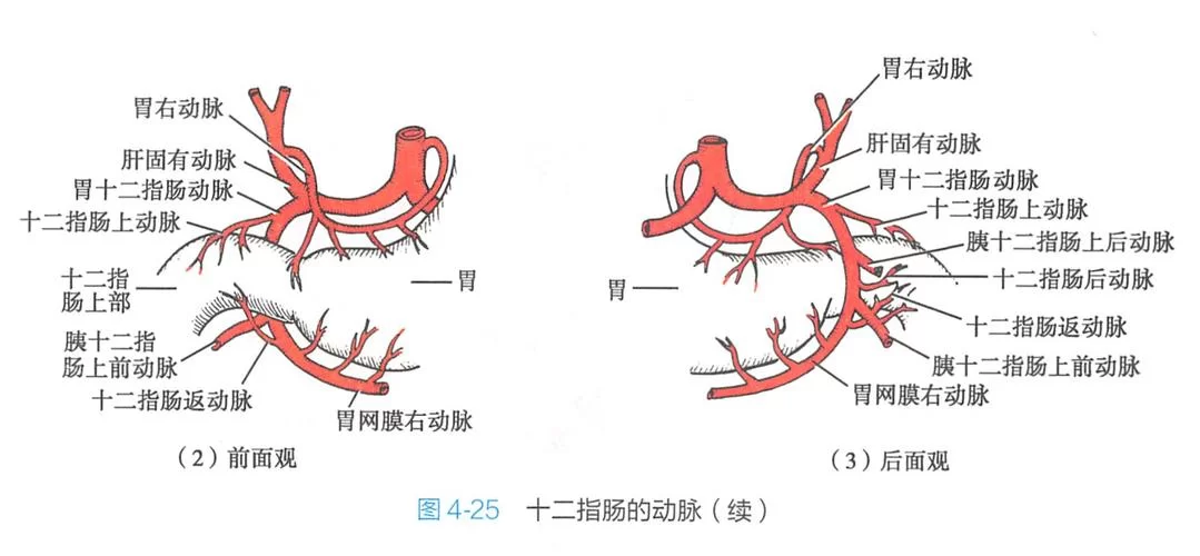 深入了解十二指肠：位置、形态与临床意义