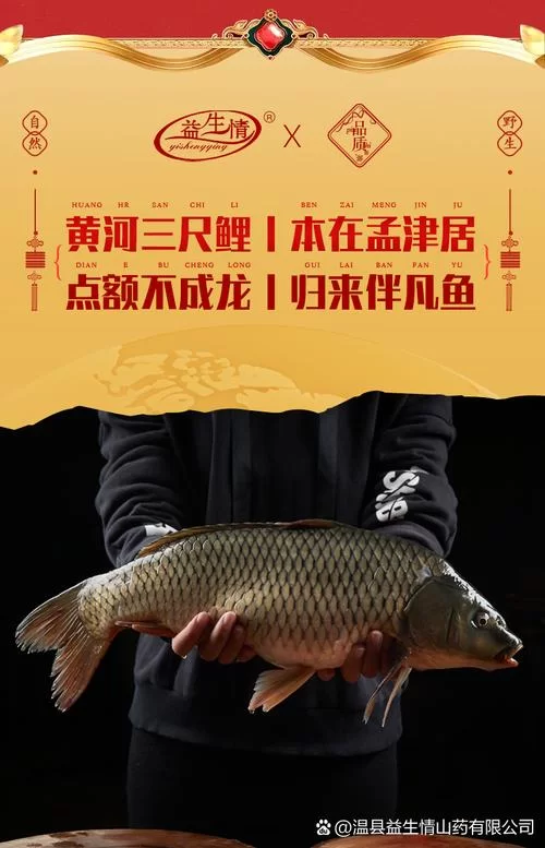 深入了解螺鲤123号：选择适合你的饵料，事半功倍！
