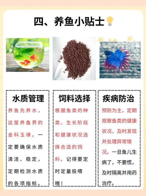 深入了解螺鲤123号：选择适合你的饵料，事半功倍！
