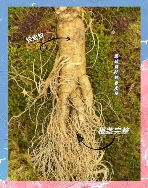 烟雨江湖人参获取技巧：快速获得人参的秘诀