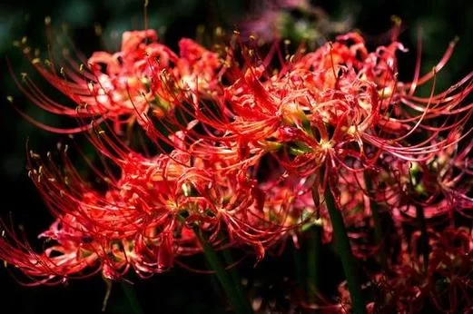 烟雨江湖冥罗花怎么获得？快速采集冥罗花的技巧分享