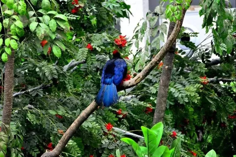 热带雨林长什么样子？丰富的动植物让你大开眼界！