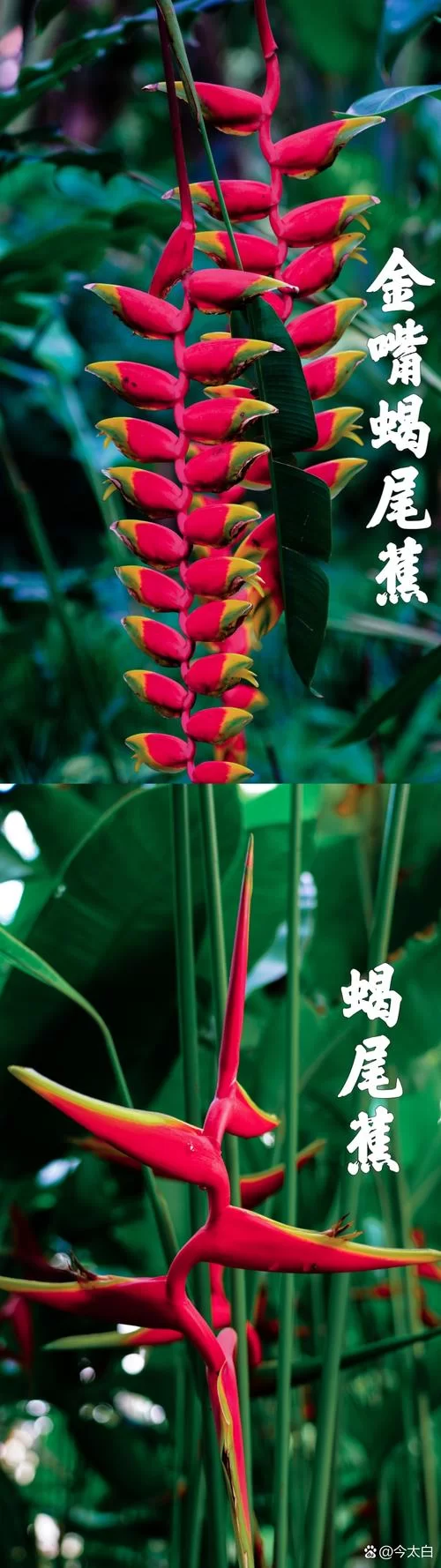 热带雨林长什么样子？丰富的动植物让你大开眼界！