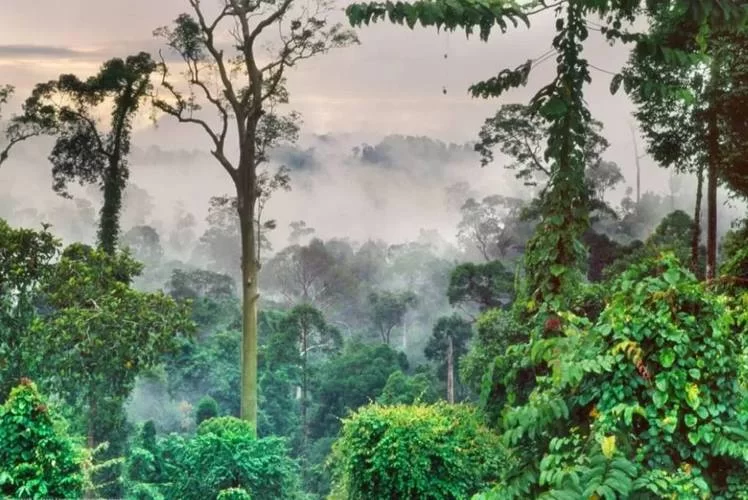 热带雨林长什么样子？丰富的动植物让你大开眼界！