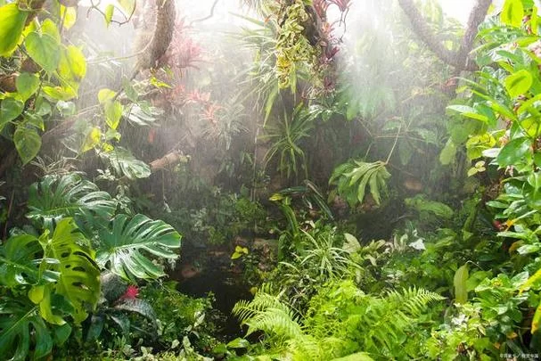热带雨林长什么样子？丰富的动植物让你大开眼界！