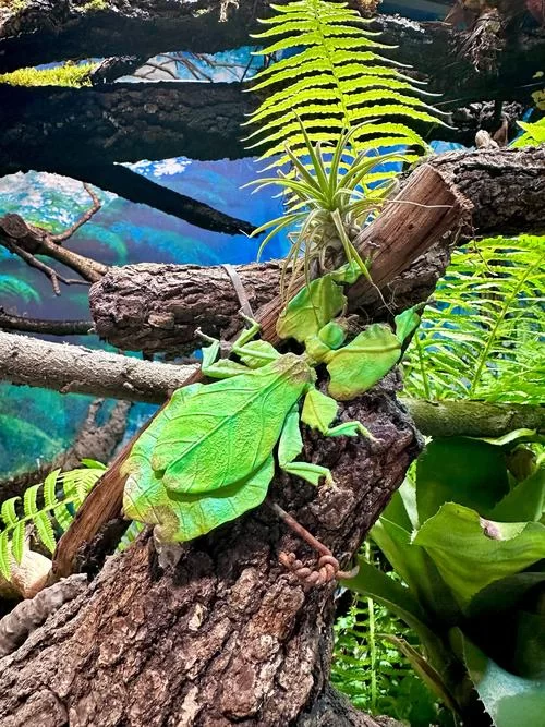 热带雨林长什么样子？丰富的动植物让你大开眼界！