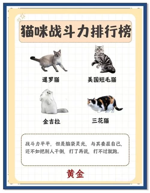 热议战斗力排行榜：那些你不知道的隐藏实力排名！