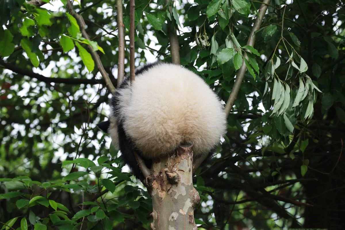 熊猫尾巴是什么颜色的啊？揭秘熊猫尾巴的真实颜色！