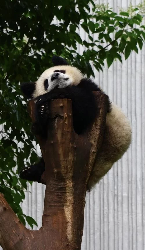 熊猫尾巴是什么颜色的啊？揭秘熊猫尾巴的真实颜色！