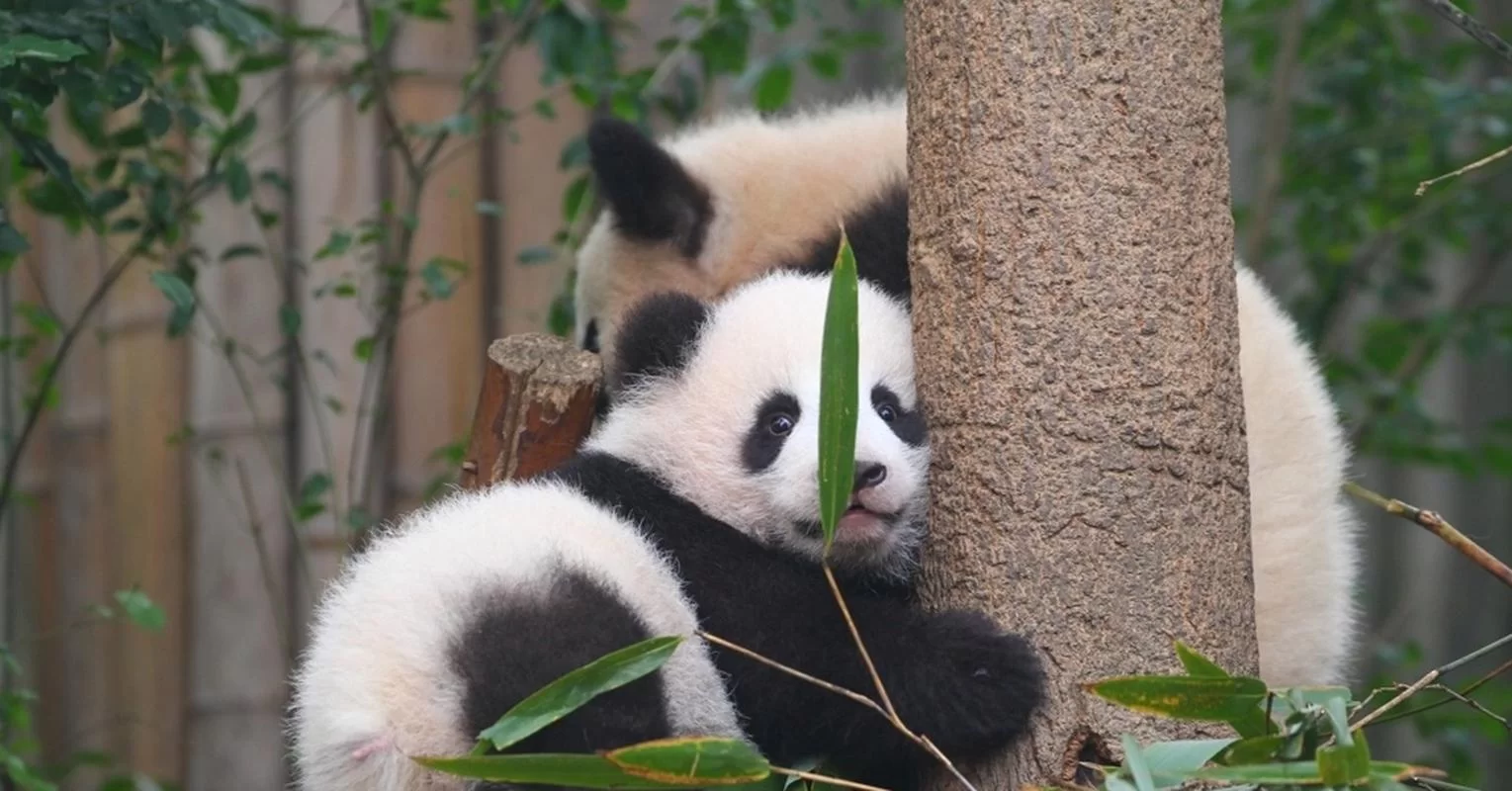 熊猫尾巴是什么颜色的啊？揭秘熊猫尾巴的真实颜色！