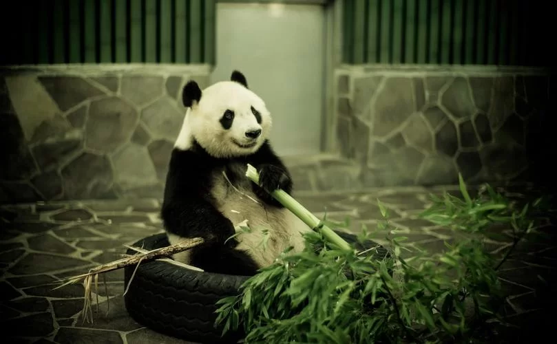 熊猫尾巴是什么颜色的啊？揭秘熊猫尾巴的真实颜色！