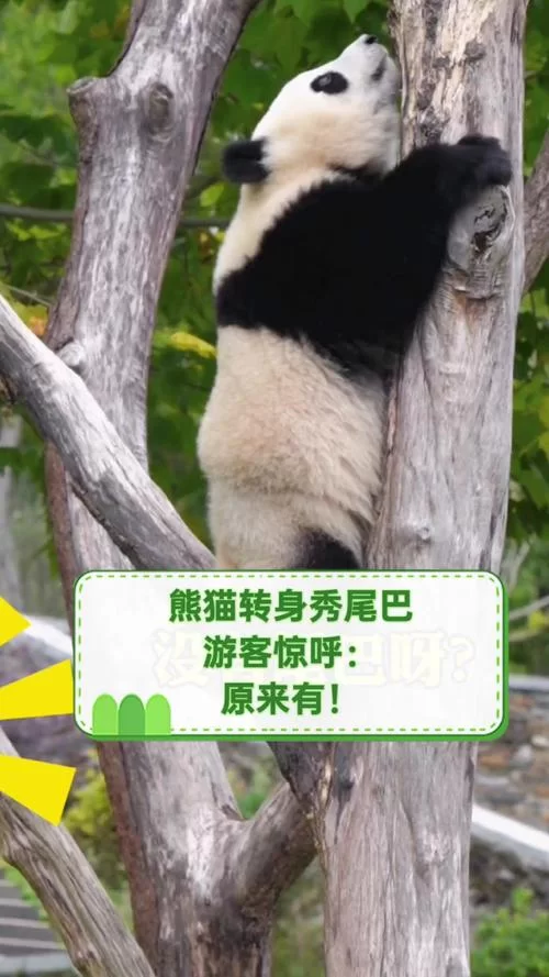 熊猫尾巴是什么颜色的啊？揭秘熊猫尾巴的真实颜色！