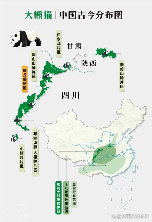 熊猫生活在哪里？一文带你了解熊猫栖息地！