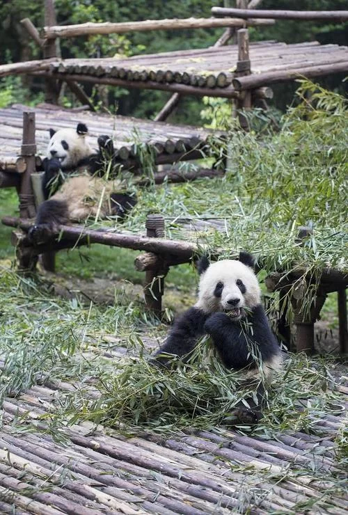 熊猫生活在哪里？一文带你了解熊猫栖息地！