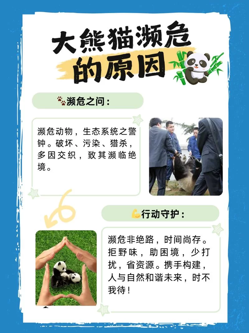 熊猫生活在哪里？一文带你了解熊猫栖息地！