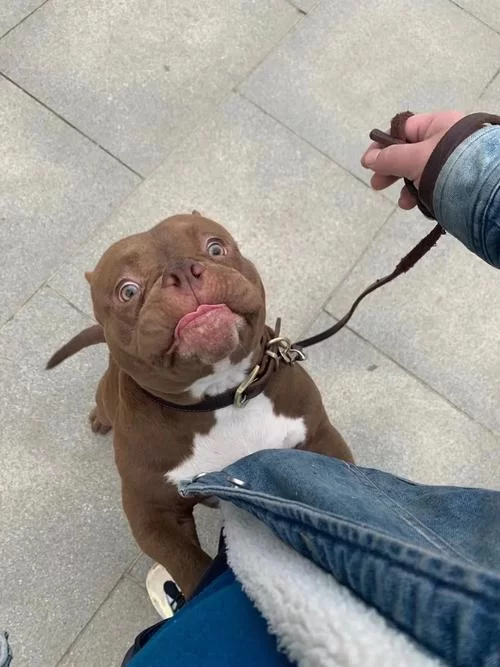 爆笑吴京表情包:战斗民族硬汉的沙雕日常 爆笑吴京表情包:战斗民族硬汉的沙雕日常