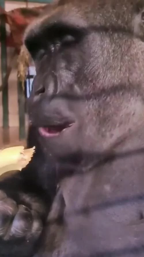 爆笑瞬间:沙雕搞笑图片集锦,看完心情超好! 爆笑瞬间:沙雕搞笑图片集锦,看完心情超好!