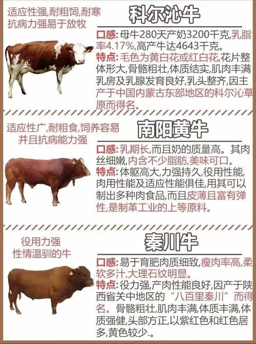 牛子什么意思？详解牛子词语含义及不同语境用法