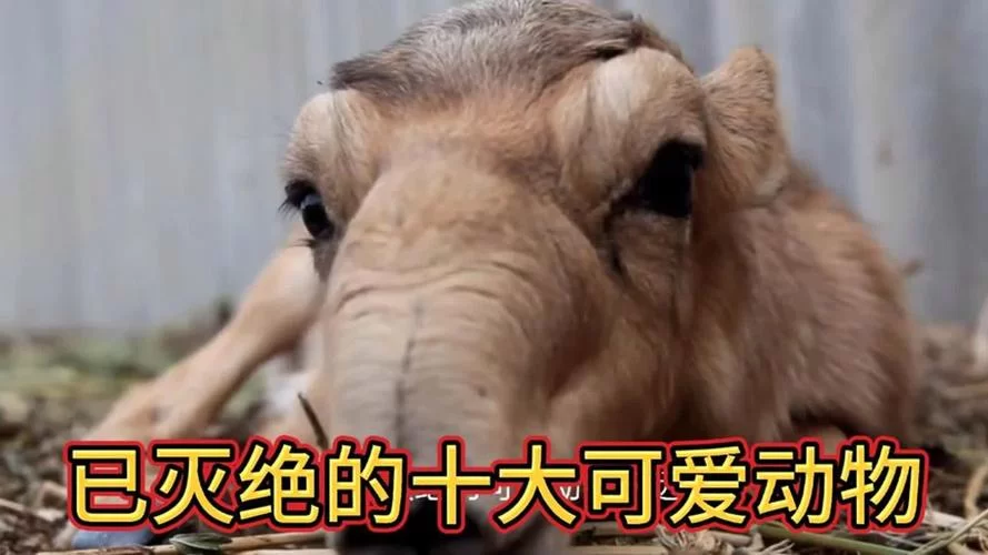 物种战争灭绝:动物英雄的末日求生之战 物种战争灭绝:动物英雄的末日求生之战